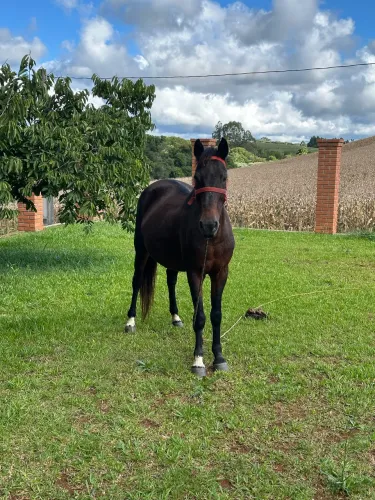 Égua marchadeira