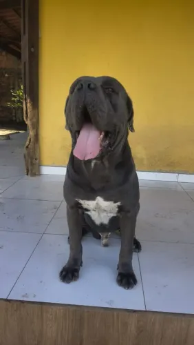 vende-se filhotona de cane corso com 7 meses