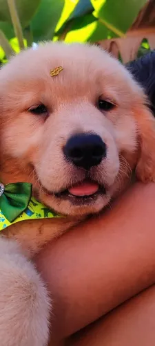 Lindos filhotes bebês Golden Retriever disponível
