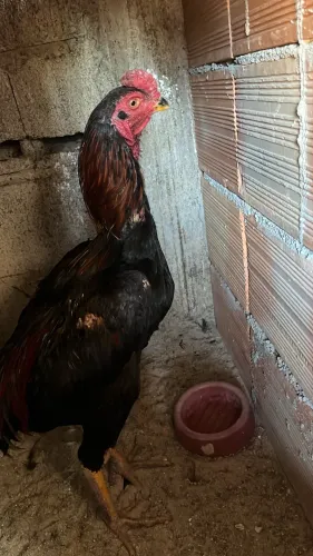 Galo e galinhas mura india e tailandesas