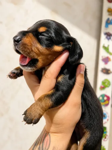 Filhote Dachshund Reserva