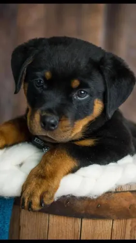Rottweiler Cachorrinho que vai fazer parte da sua família