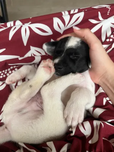 filhote cachorro 