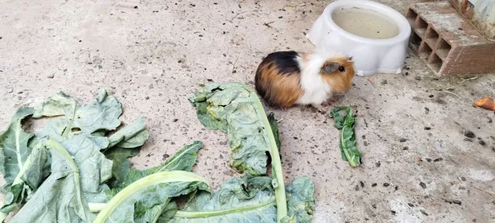 Porquinho da índia
