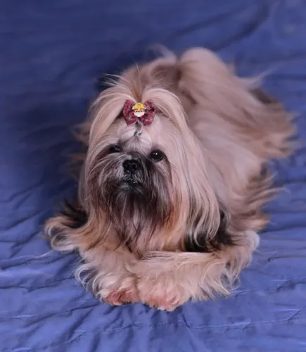 Shihtzu macho procurando uma namorada!