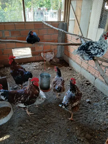 Ovos galados de balão 