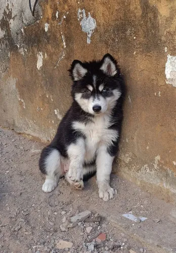 Filhotes Husky Siberiano