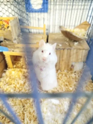 Vendo hamister sirio angorá 