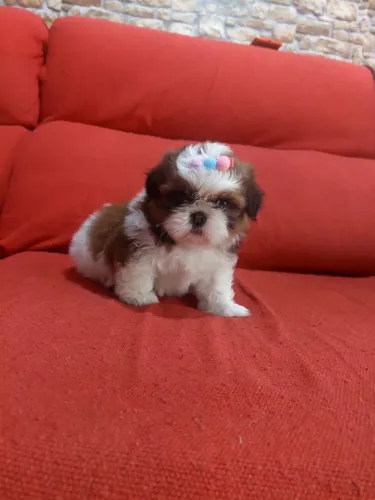 Shihtzu bolinha fofinha femea