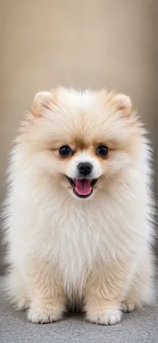 Lulu da Pomerania Spitz Alemão Anão Macho com Chipe De RAÇA PURA