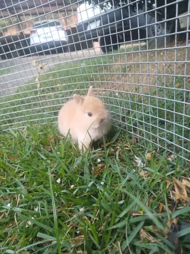 Mini coelhinho anão netherland 