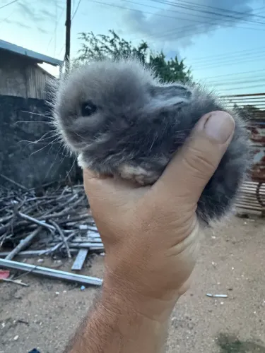 Vendo coelhos mini