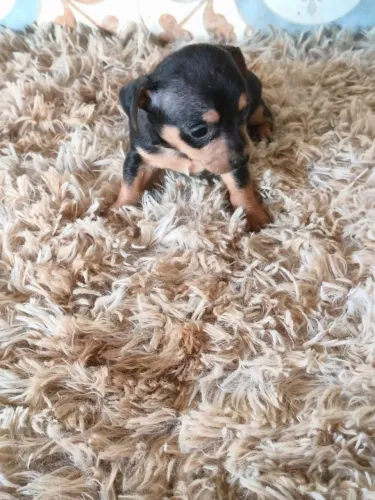 Filhote de pinscher macho