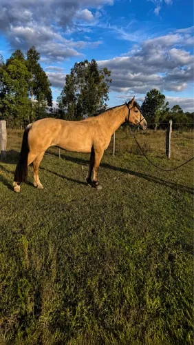 Égua crioula, Top, Fenômena!