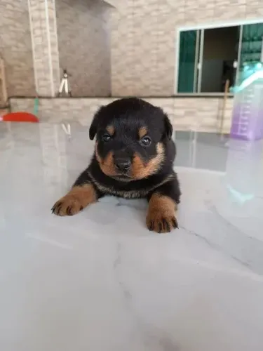 Rottweiler Seu novo parceiro de momentos simples está aqui