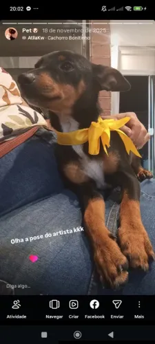 Pincher n.2