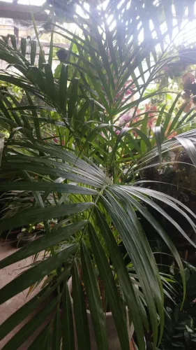 Palmeira areca em vaso de cimento 