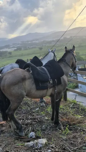 Cavalo Crioulo