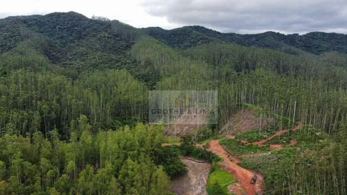 FAZENDA À VENDA EM IGARATÁ/SP | 586 ALQUEIRES | 200 ALQ DE EUCALIPTO | 200 MIL M³ PRONTOS 