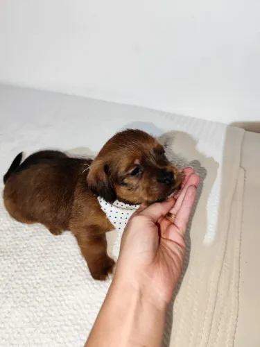 Filhotes de dachshund com shih tzu