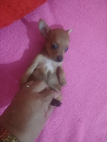 Pinchi n 0 machinho