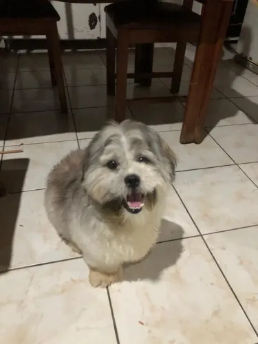 Filhote de shipoo shitzu+poodle toy macho