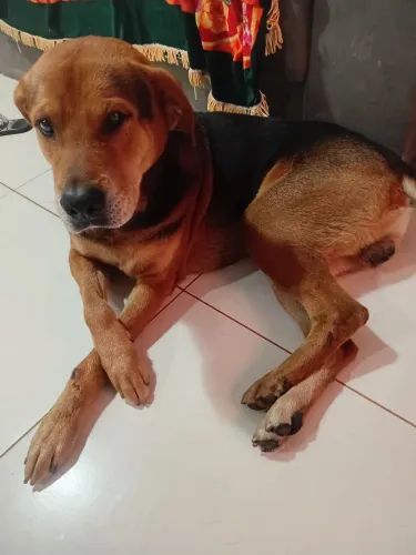 Doação de cachorro, raça labrador com shar-pei