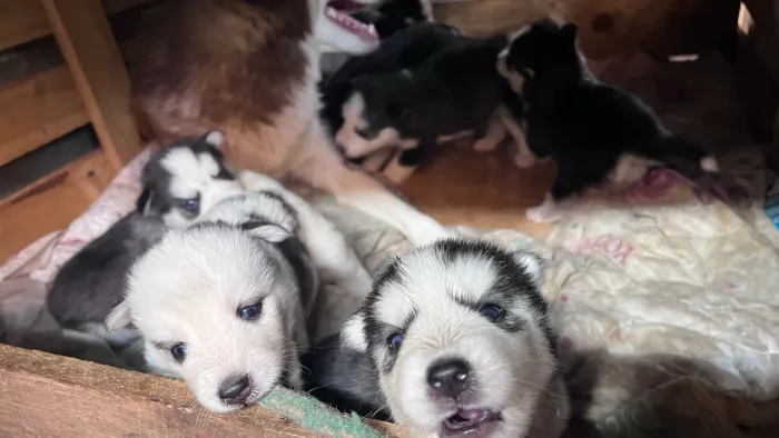 Filhote de Husky Siberiano