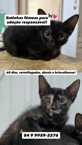 Gatas fêmeas para adoção responsável!