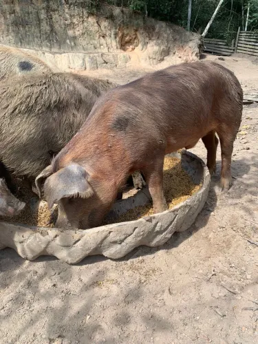 Casal porco