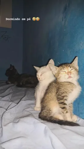 Doação de gatinhos!
