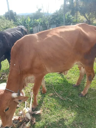 Vaca