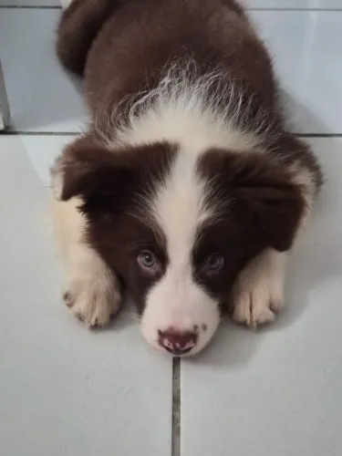 Filhote border collie