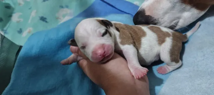 Pitbull