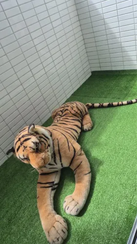 Tigre grande - pelúcia 