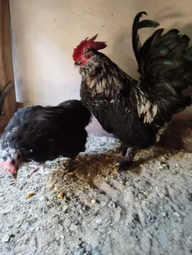 Casal de Belgian