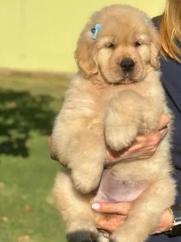 Filhotes golden retriever dócil e saudável linhagem selecionada