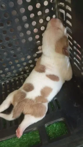 Vendo , filhote de Pit Bull puro 