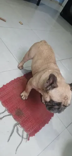 Doação. Buldogue francês com pedigree 