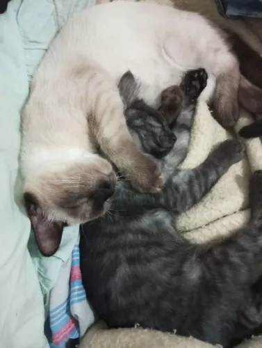 Doação casal gatos castrados