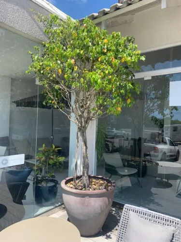 VASO COM FICUS NATURAL DE 2,80 m