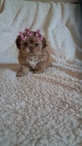 Shih tzu disponivel 