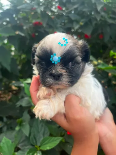 Lindo filhote de Shih-tzu macho