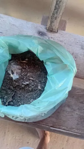 Esterco de galinha