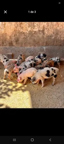Filhotes de porco