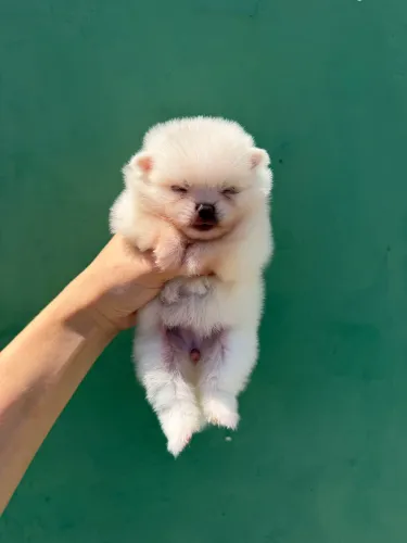 Spitz alemão fêmea
