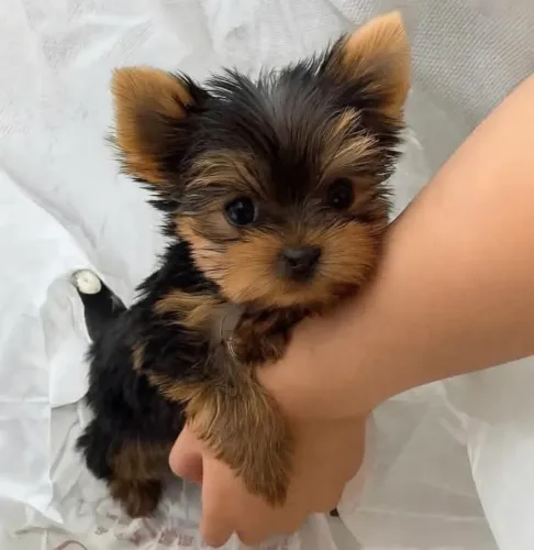 Yorkshire Terrier Disponível | Seu Novo Companheiro Espera por Você
