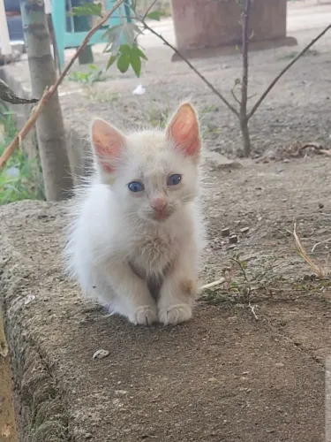 Doação de gatos filhotes 