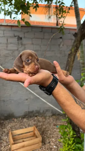 Filhotes de dachshund (salsicha) à venda