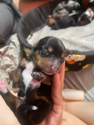 Último Dachshund Disponível